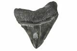 Serrated, Juvenile Megalodon Tooth - South Carolina #171206-1